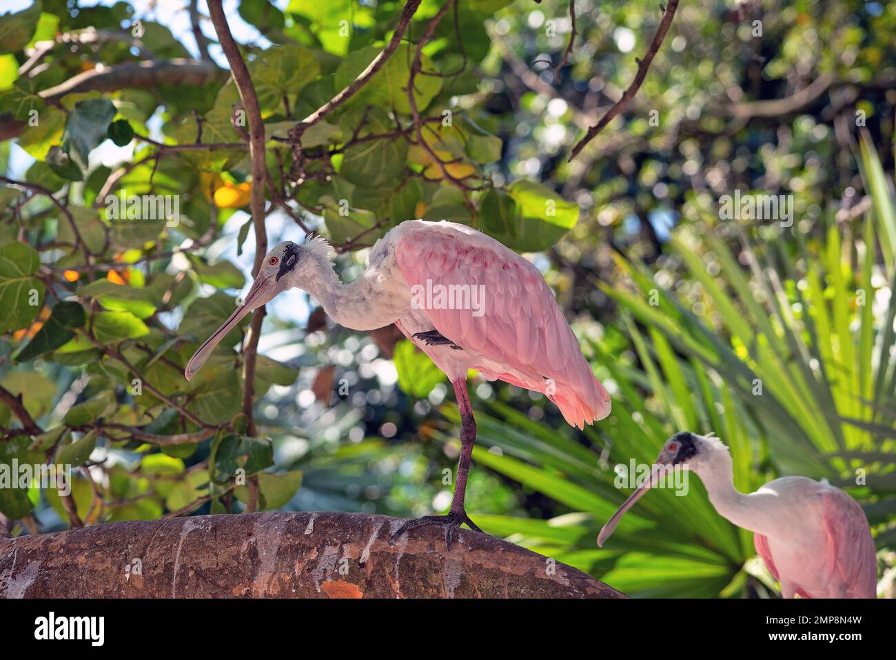 Löffelchen sind eine Gattung, Platalea, von großen, langbeinigen Watvögeln. Stockfoto