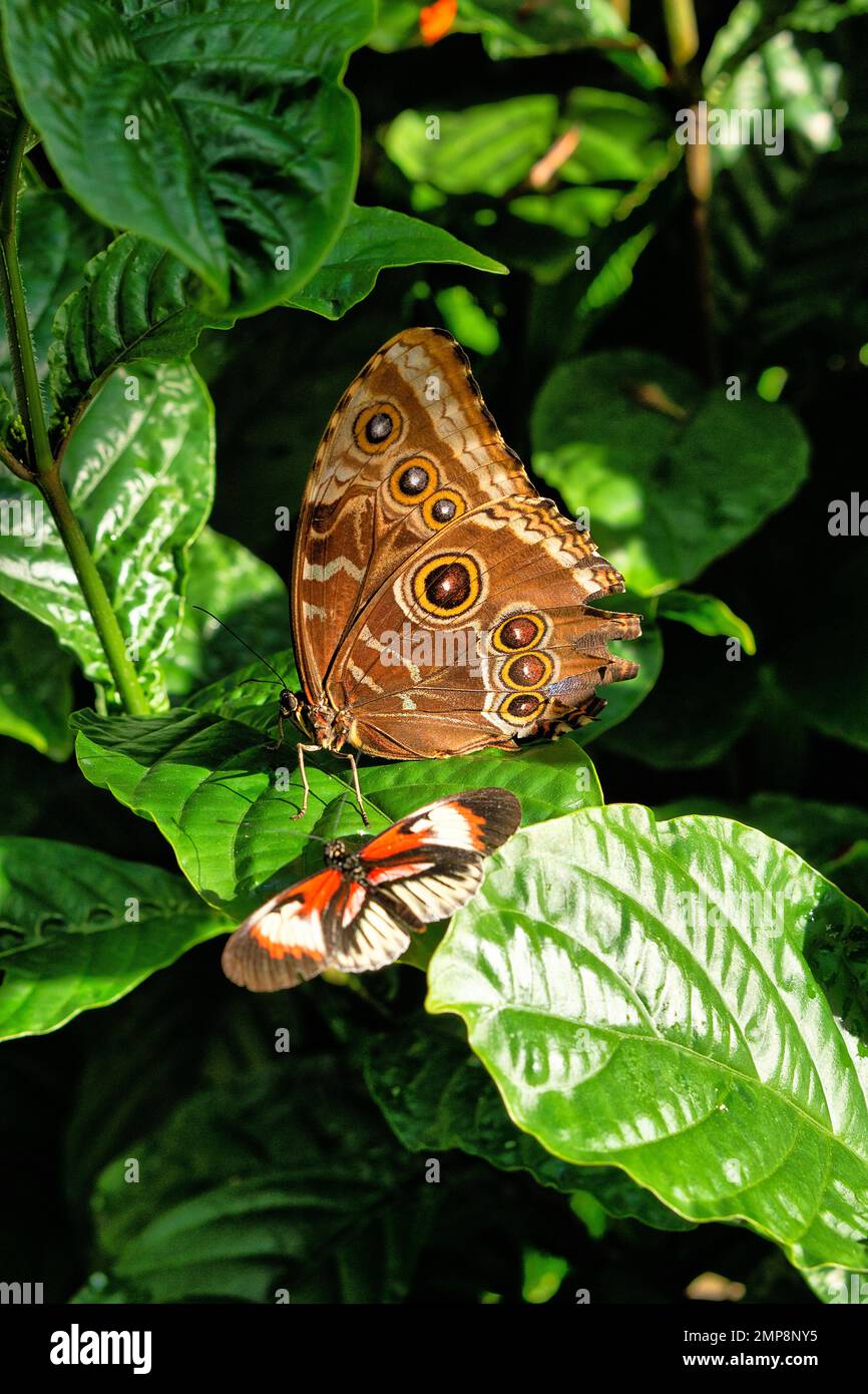Morpho peleides, der Peleides-Blaumorphium, gemeiner Morpho ist ein schillernder tropischer Schmetterling, der in Mexiko, Mittelamerika, Nord-Südamerika, Stockfoto