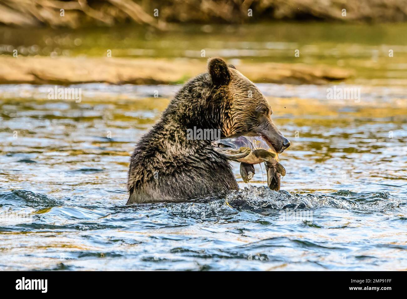 Grizzlybär Lachsangeln Stockfoto