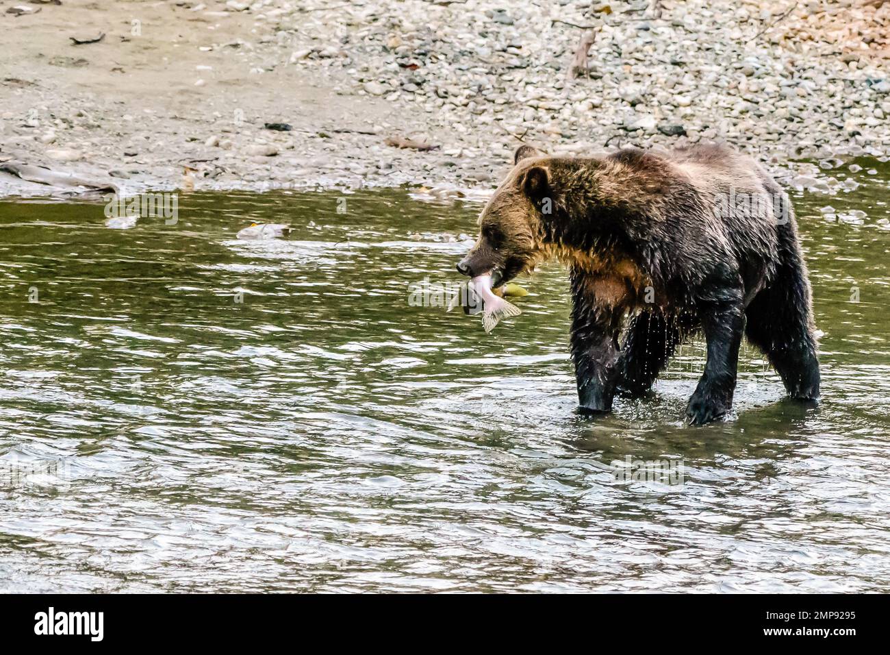 Grizzlybär Lachsangeln Stockfoto