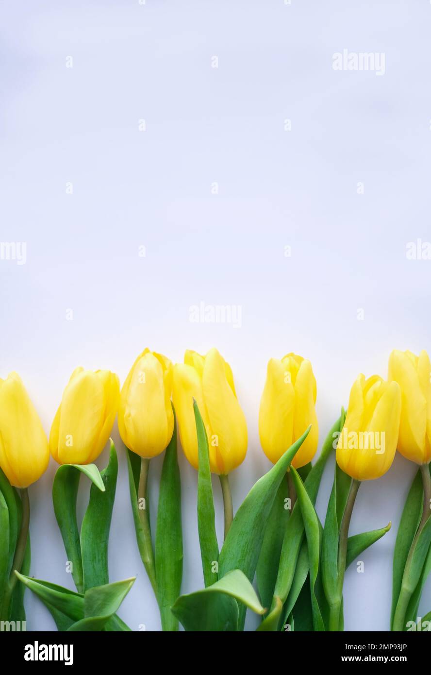 Blumenzusammensetzung. Gelbe Tulpenblüten auf weißem Hintergrund. Frühlings- und Sommerkonzept Stockfoto