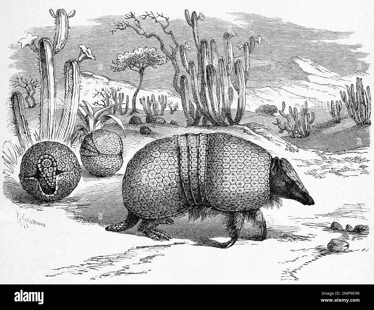 Kugelgürteltier, Tolypeutes tricinctus / brasilianischer Dreibandarmadillo, Tolypeutes tricinctus, eine Armadillo-Art, die in Ostbrasilien endemisch ist, Historisch, digital restaurierte Reproduktion einer Originalvorlage aus dem 19. Jahrhundert, genaues Originaldatum nicht bekannt / Historische, digital verbesserte Reproduktion eines Originals aus dem 19. Jahrhundert Stockfoto