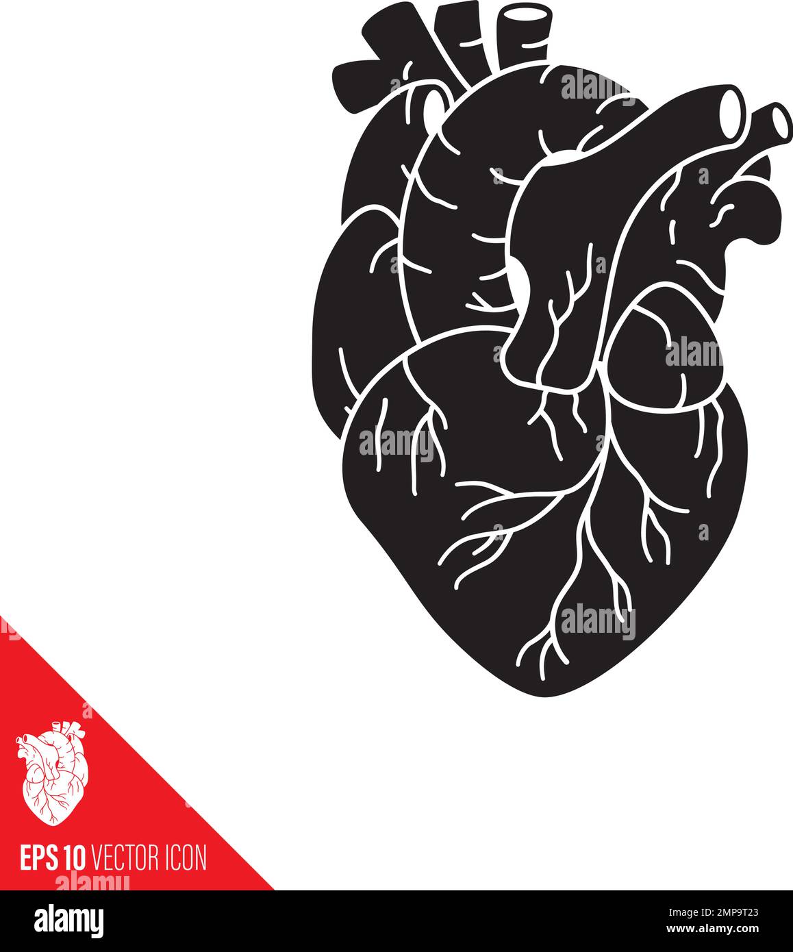 Detailliertes Symbol für Vektorglyphen des menschlichen Herzens Stock Vektor