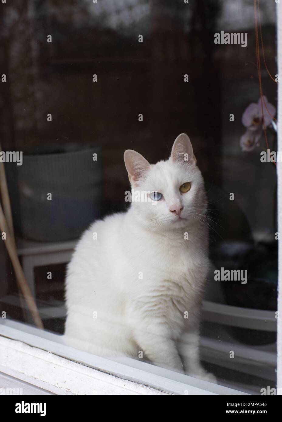 Ein süßer weißer Kater mit Heterochromia iridum sitzt auf einem Fensterhocker und schaut durch ein schmutziges Fenster. Stockfoto
