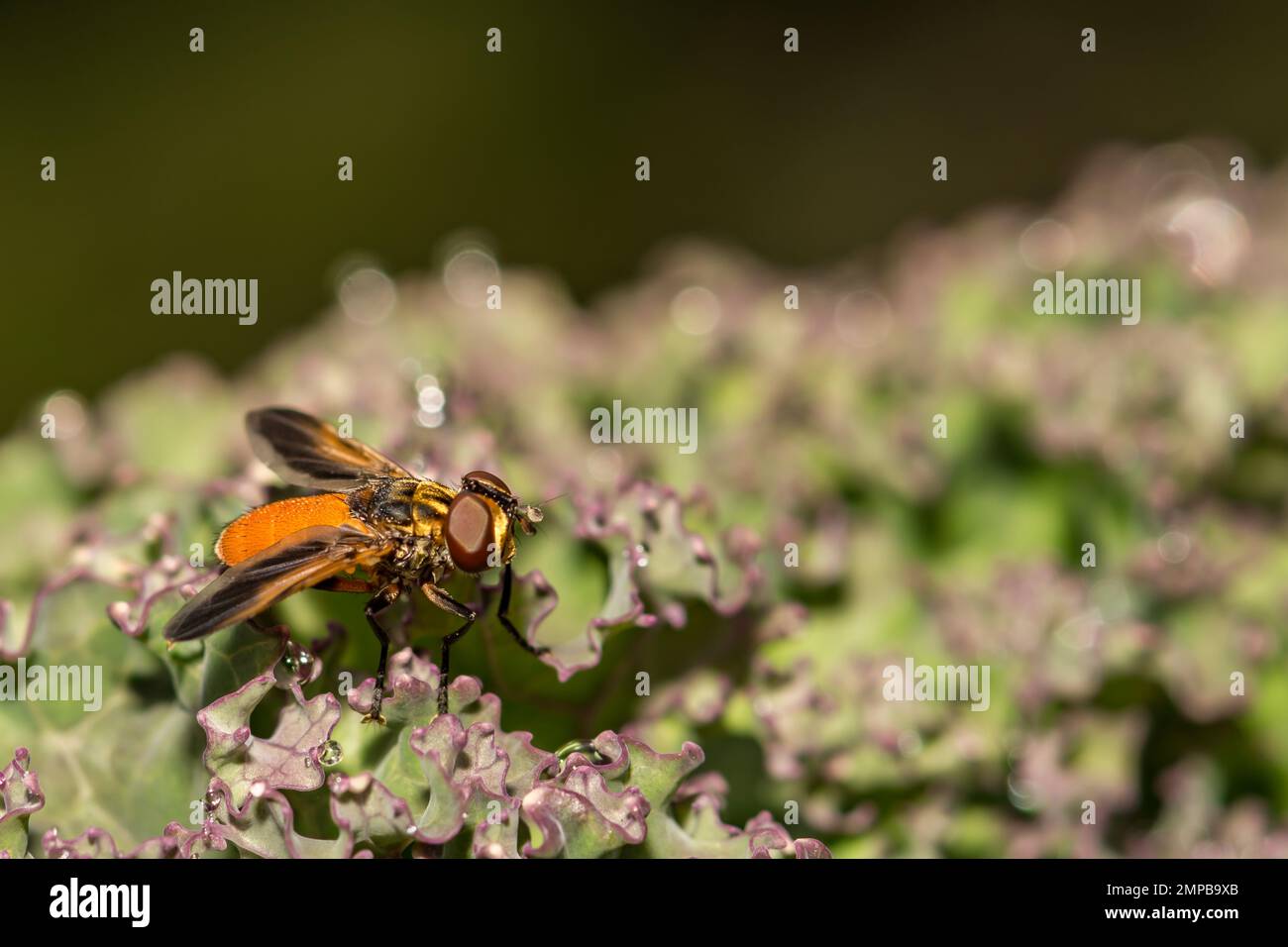 Swift Feather-Legged Fly - Trichopoda-Entenschnäbel Stockfoto