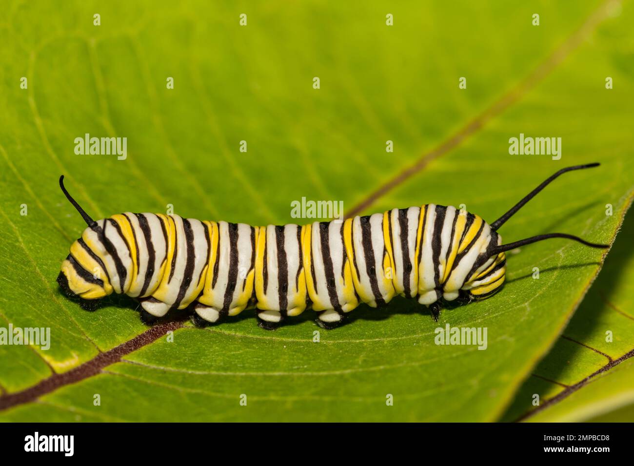 Monarch Caterpillar - Danaus Plexippus Stockfoto