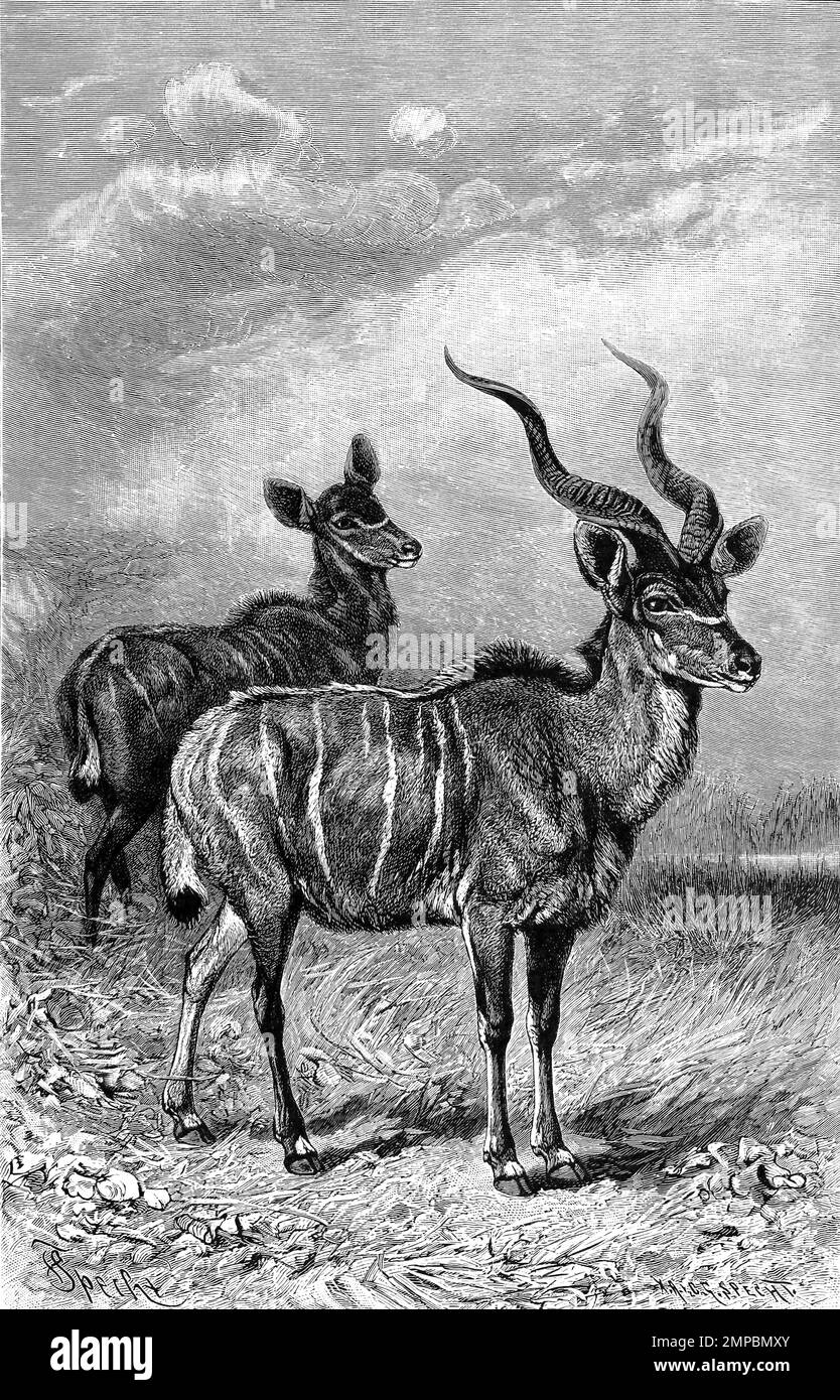 Kleine Kudu, Ammelaphus imberbis, eine afrikanische Antilope, Historisch, digital restaurierte Reproduktion von einer Vorlage aus dem 18. Hundert, Stockfoto