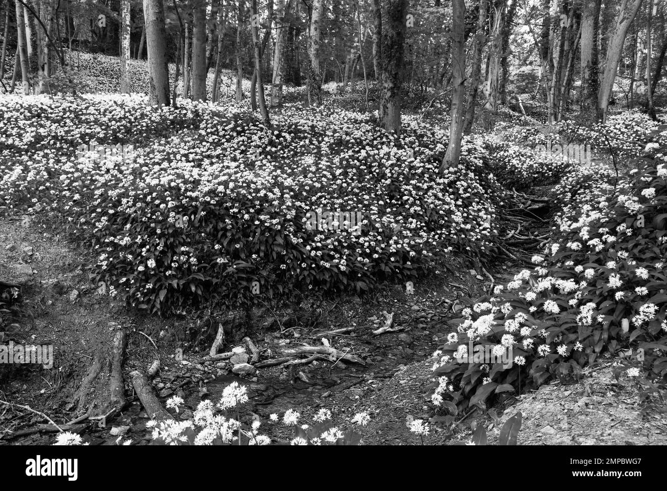 Box Wood Gloucestershire UK, ein Teppich aus Ramsons (Allium ursinum), auch bekannt als wilder Knoblauch, Mai 2022 Stockfoto