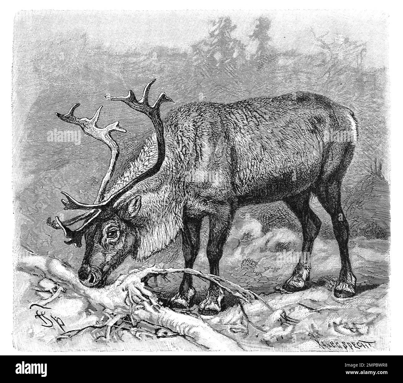 Ren oder Rentier, Rangifer tarandus, vormals Renntier, eine Säugetierart aus der Familie der Hirsche, Historisch, digitale Restaurierte Reproduktion von einer Vorlage aus dem 18. Hundert, Stockfoto