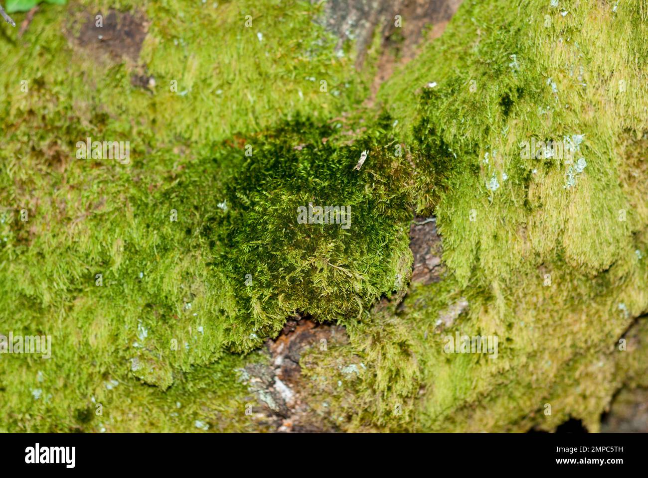 Schistostega pennata grünes, leuchtendes, phosphoreszierendes, glühendes Moos Stockfoto