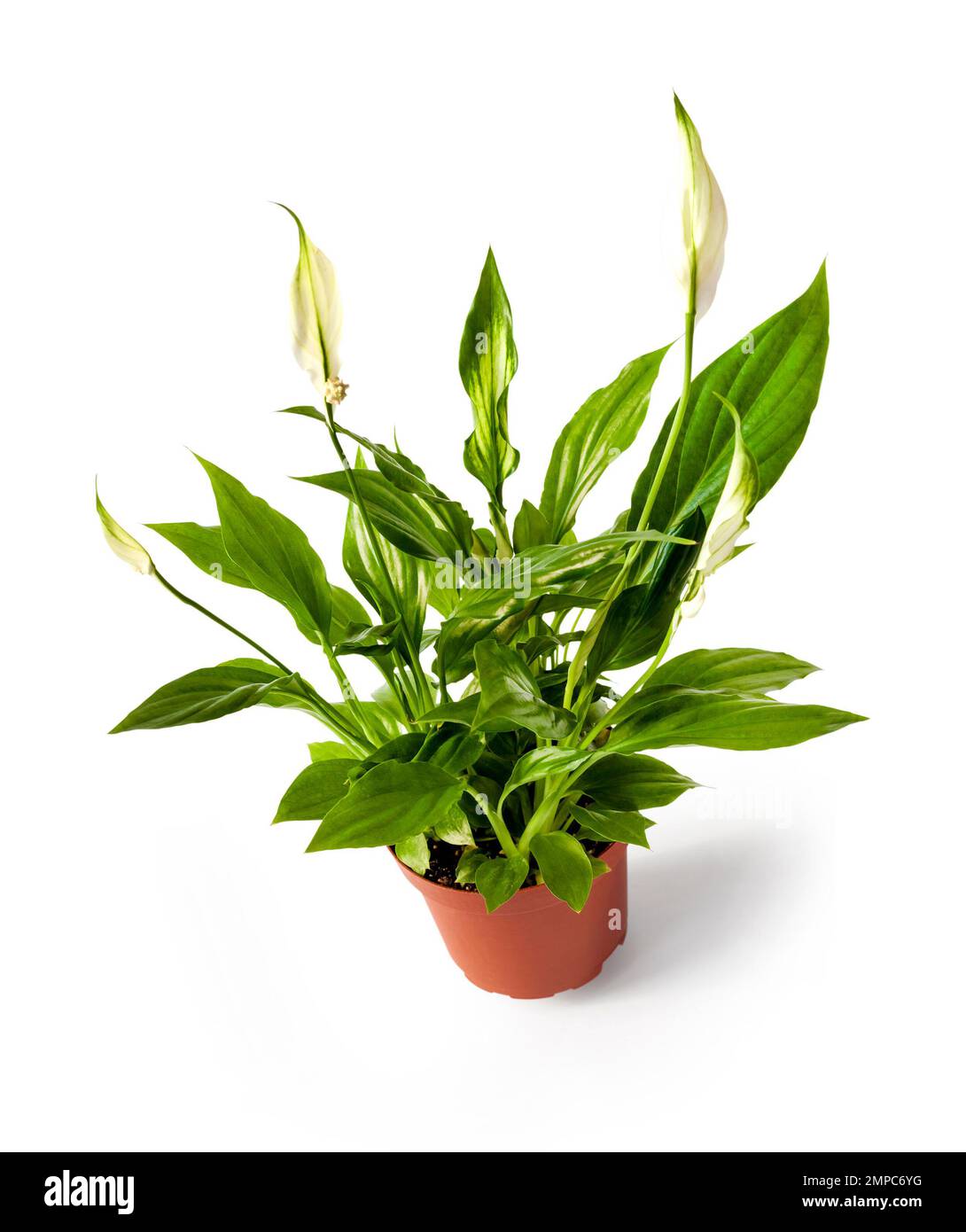 Spathiphyllum (Spath oder Peace Lily) in einem Kunststofftopf isoliert auf weißem Hintergrund mit Beschneidungspfad Stockfoto Spathiphyllum (Spath oder Peace Lily) in einem Kunststofftopf isoliert auf weißem Hintergrund mit Beschneidungspfad Stockfoto