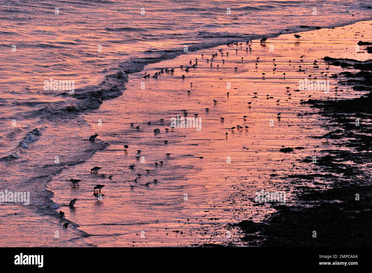 Herde gemischter Arten von Watvögeln, die sich am Ufer des Strandes auf Ebbe ernähren, Northumberland, England, Januar 2012 Stockfoto