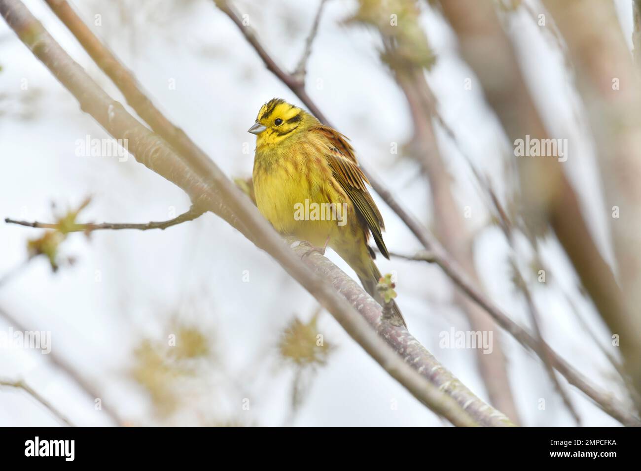 Yellowhammer (Emberiza citrinella) männlicher Vogel in Kirschbaum im Frühjahr, Berwickshire, Schottische Grenzen, Schottland, April 2022 Stockfoto
