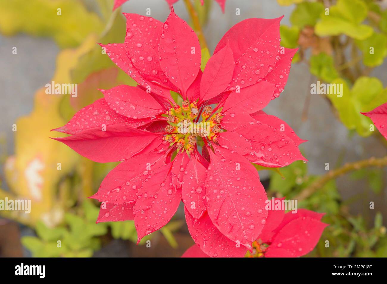 Rote Blume, durchnässt vom Regen. Draufsicht. Vollformat. Wunderschöne Natur Im Hintergrund. Stockfoto