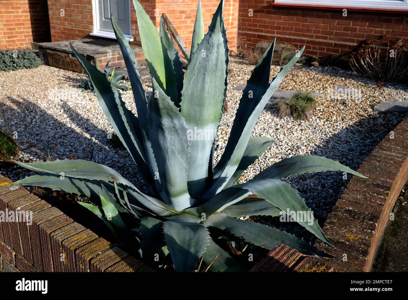 Saftige Pflanze im Vorgarten, herne Bay Town. East kent, uk februar 2023 Stockfoto