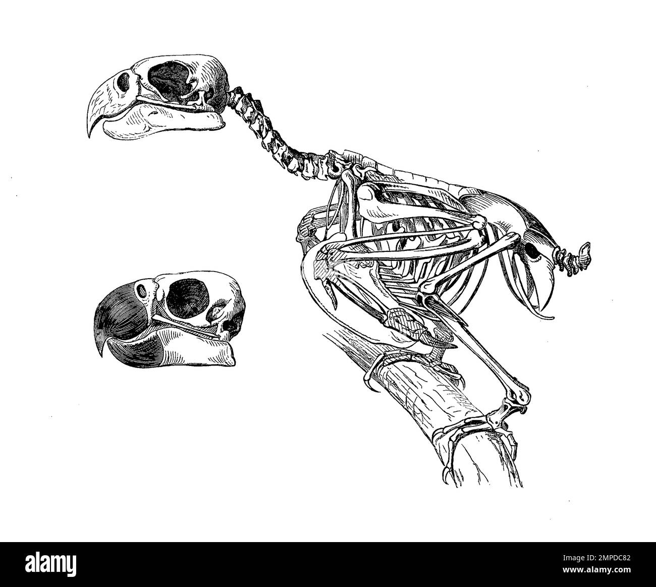 Vogel, Vogel, Skelett des Jako, Graupapagei, Psittacus erithacus, Und Kopf des Gelbwangenkakadu, Cacatua sulphurea, Historisch, digital restaurierte Reproduktion von einer Vorlage aus dem 19. Hundert Stockfoto