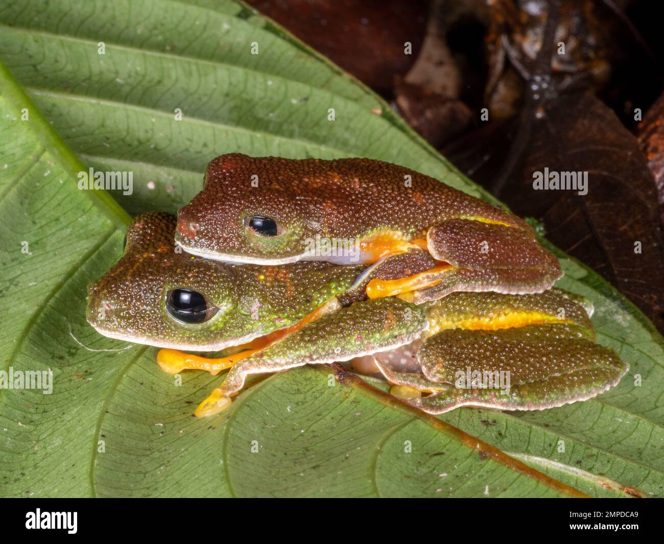 Amazonas-Laubfrosch (Agalychnis hulli), ein Paar im Amplexus im Regenwald neben einem Teich, Provinz Orellana, Ecuador Stockfoto