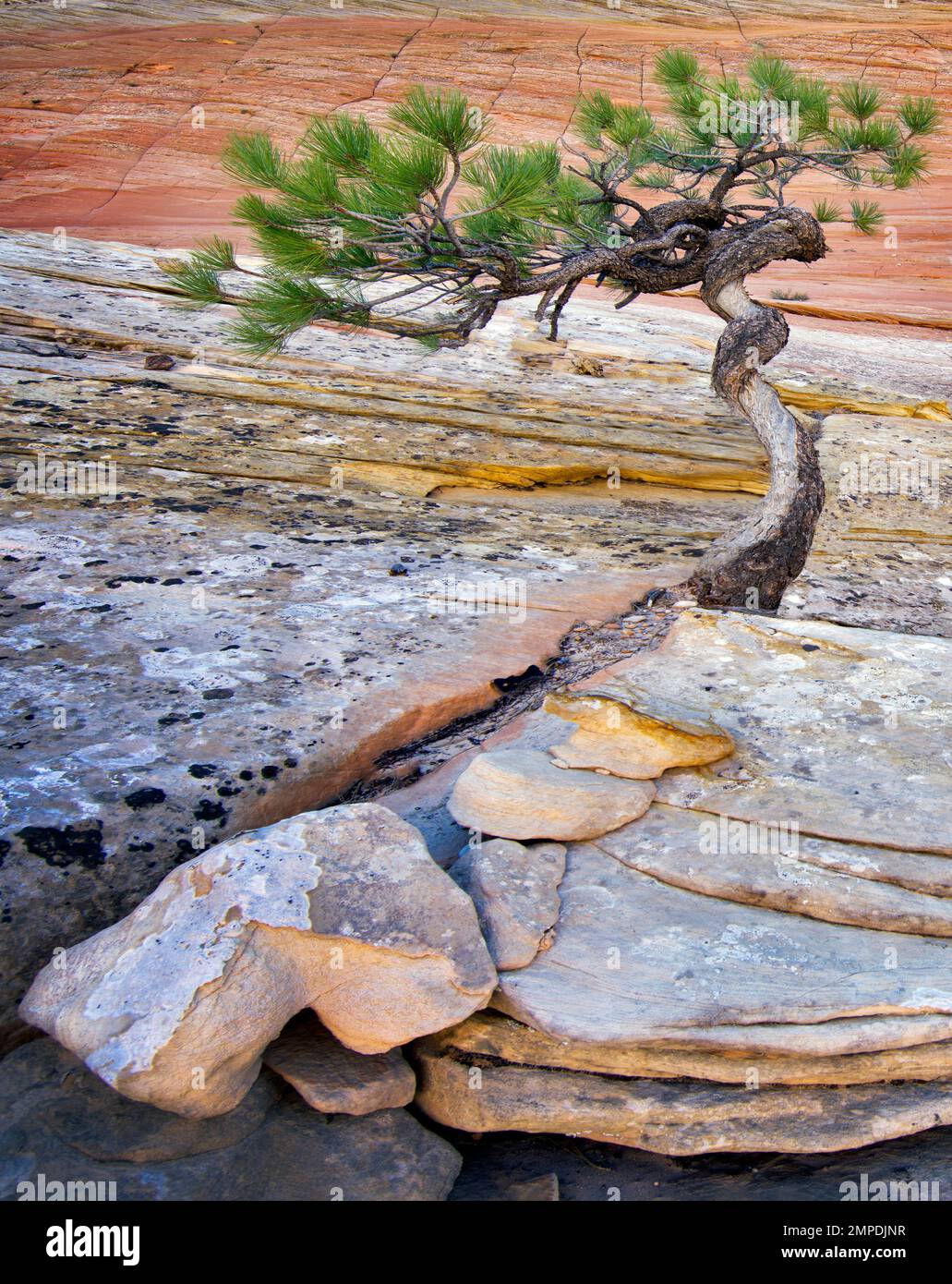 Bonsa-Ponderosa-Kiefer, die ums Überleben kämpft, und Cherboard Mesa. Zion-Nationalpark, Utah. Stockfoto