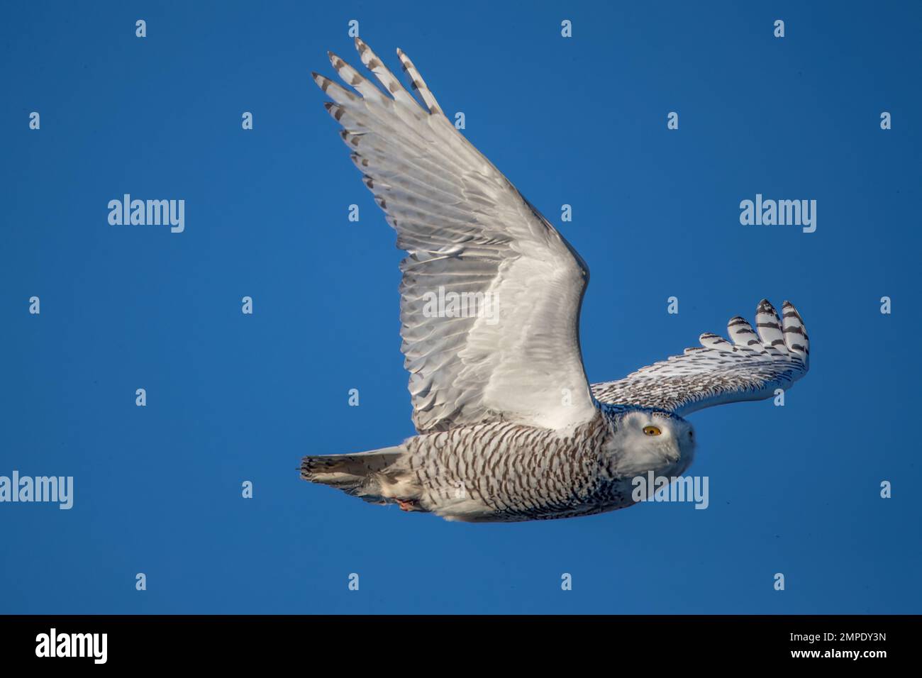 Nahaufnahme einer verschneiten Eule im Flug mit dem Hintergrund des blauen Himmels Stockfoto