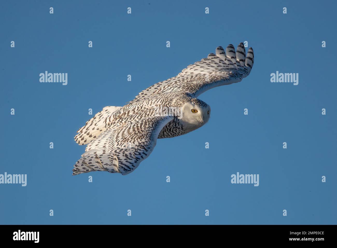 Nahaufnahme einer verschneiten Eule im Flug mit dem Hintergrund des blauen Himmels Stockfoto