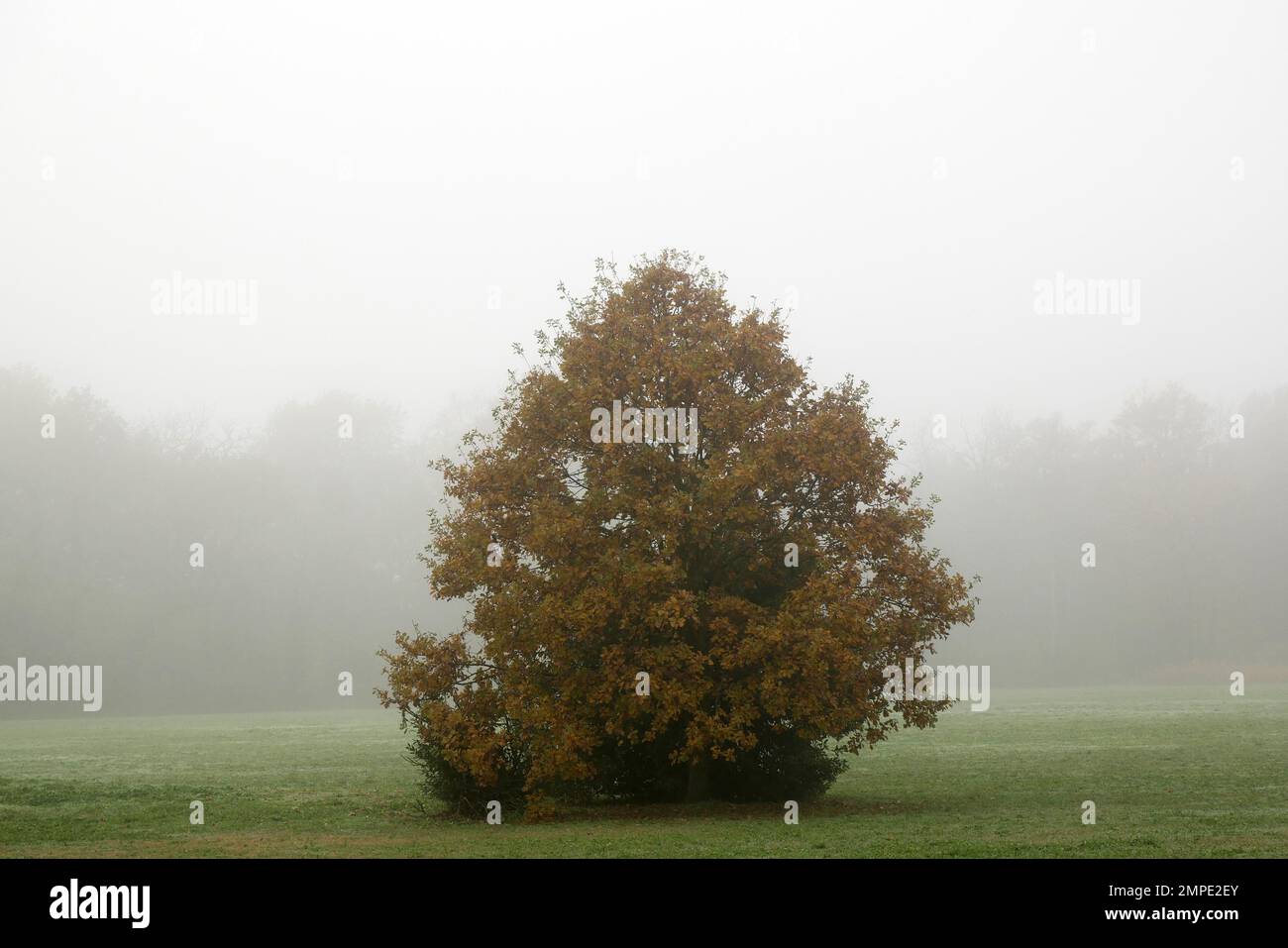 autunno nel parco mediceo delle Cascine di Tavola, Prato, Italia Stockfoto