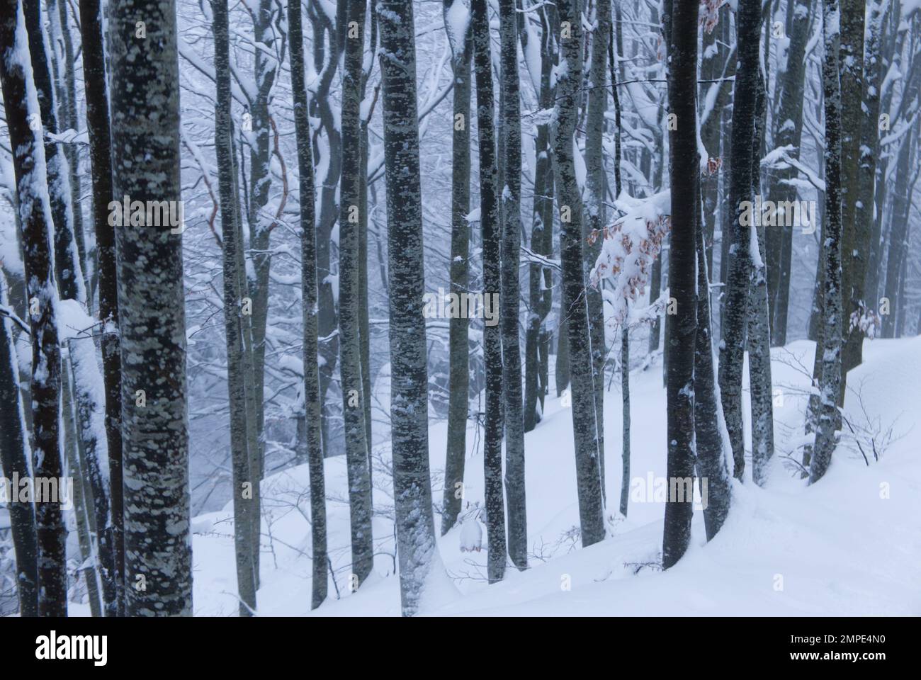 Winter im appennino-Berg, Schnee im Dardagna-Fall, Italien Stockfoto