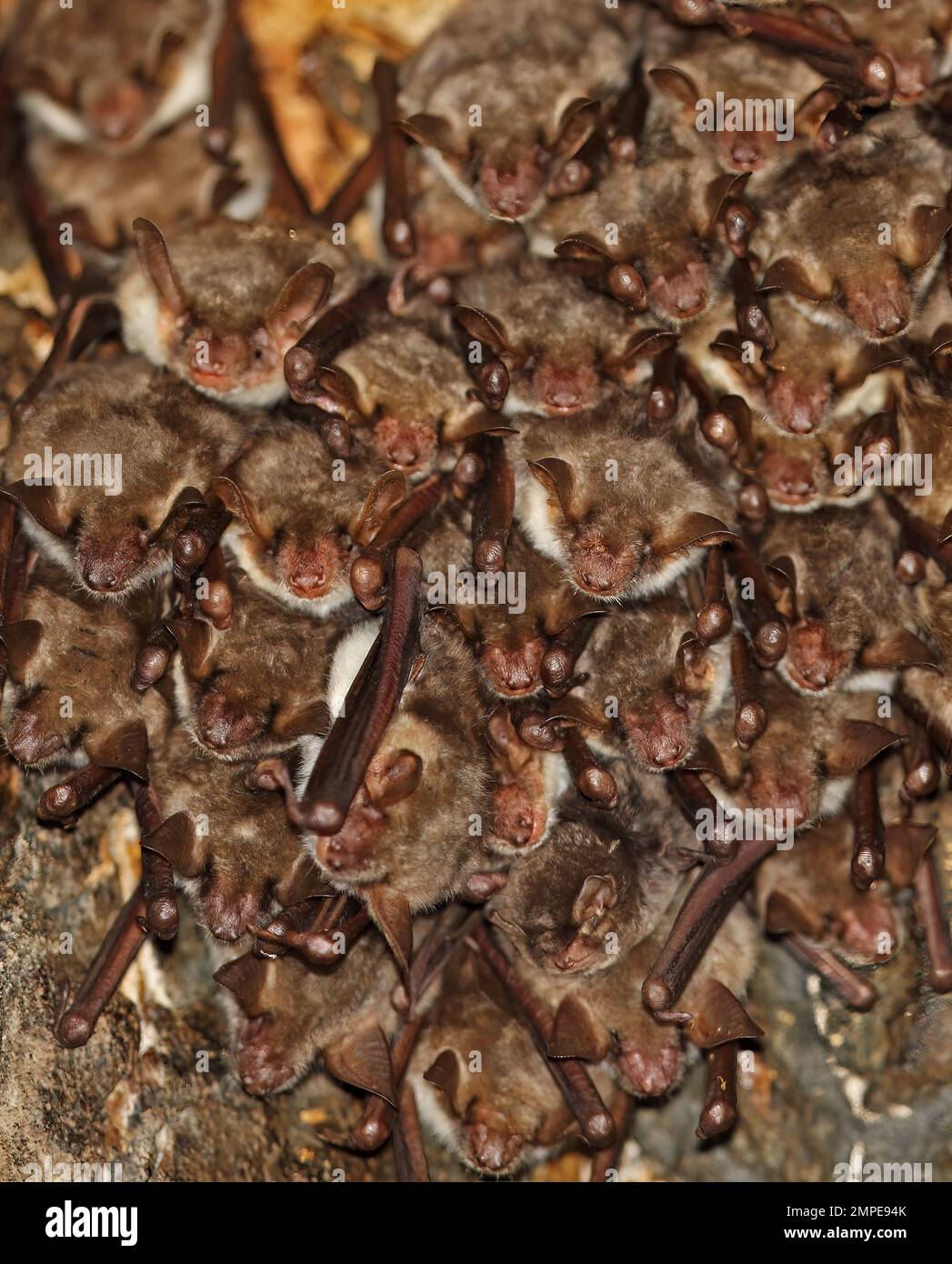 Großmaul-Fledermaus (Myotis myotis) Erwachsene, die in einem Loch im verlassenen Tunnel-Dach der Eisenbahn sitzen, einer mit parasitärer Fliege auf dem Kopf, Cvaljina Village, Pop Stockfoto