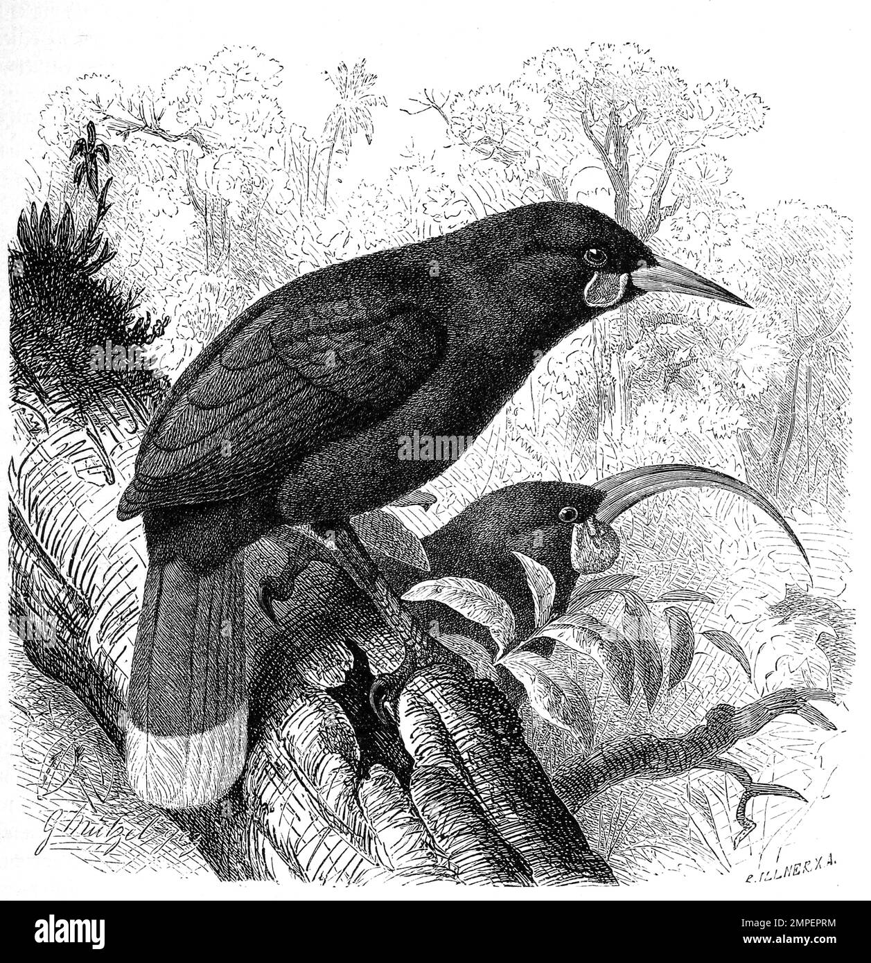 Vogel, Huia oder Lappenhopf, Heteralocha acutirostris, Historisch, digital restaurierte Reproduktion von einer Vorlage aus dem 19. Hundert Stockfoto