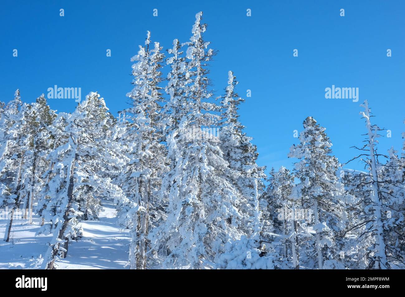 Michael Bunel / Le Pictorium - Skifahren in den Alpen - 8/1/2016 - Savoie / Frankreich / La plagne - schneebedeckte Tannen unter blauem Himmel. 29. Januar Stockfoto