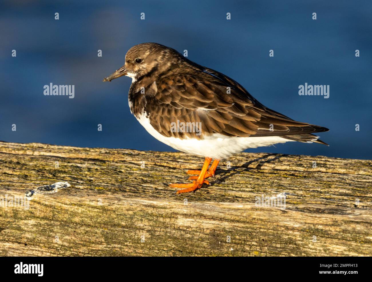 Der Petite Turnstone kommt in Großbritannien entlang der felsigen Küste bis über den Winter. Sie vermehren sich in der Arktis und suchen bei Stürmen Zuflucht in Häfen Stockfoto