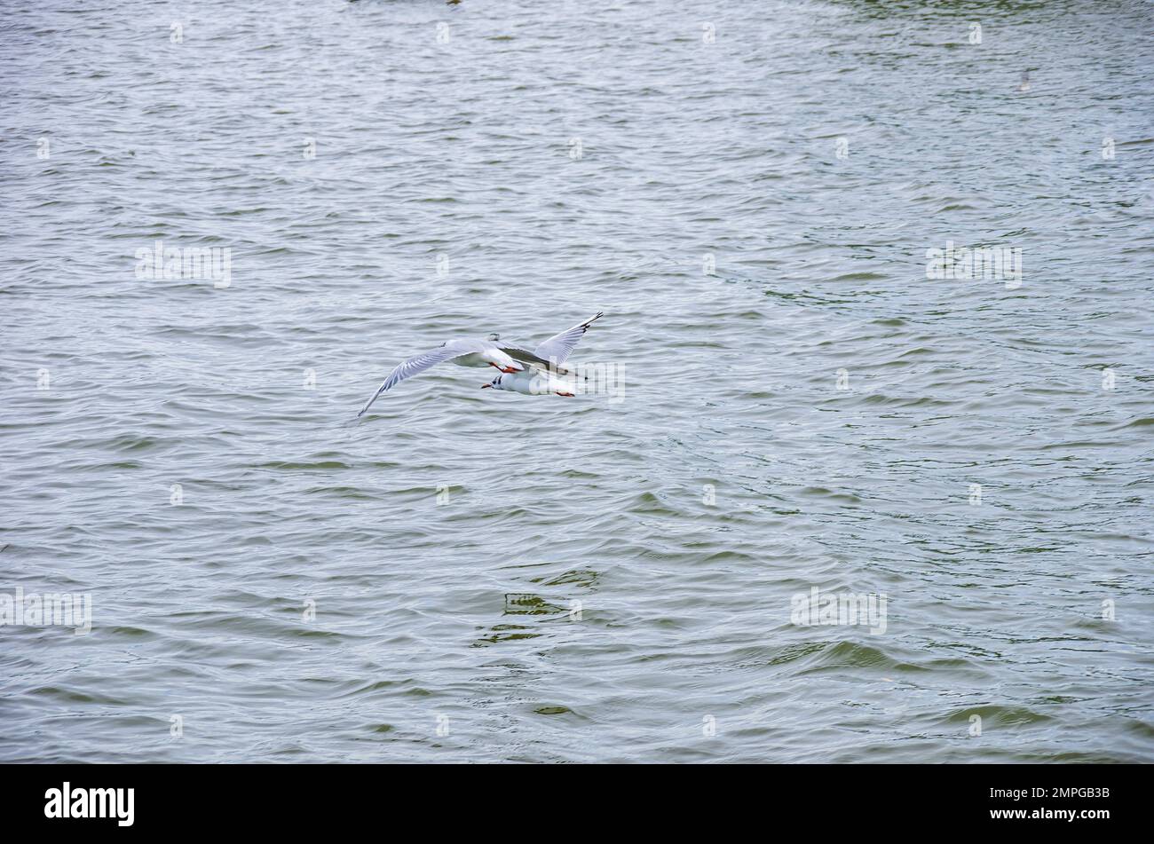 Möwen fliegen nahe über die Oberfläche des Zierker See in Neustrelitz, Mecklenburg-Vorpommern, Deutschland, Europa. Stockfoto