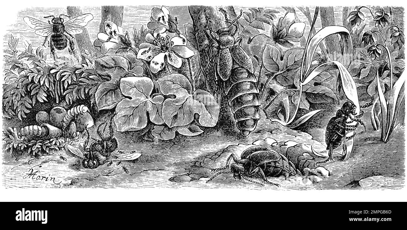 Insekten, Bunter Ölkäfer, Meloe variegatus, vorne eierlegendes Weibchen, an den Bienen und in den Blüten die erste Larvenform, die zweite in den Kokons linkd, Historisch, digital restaurierte Reproduktion von einer Vorlage aus dem 19. Hundert Stockfoto
