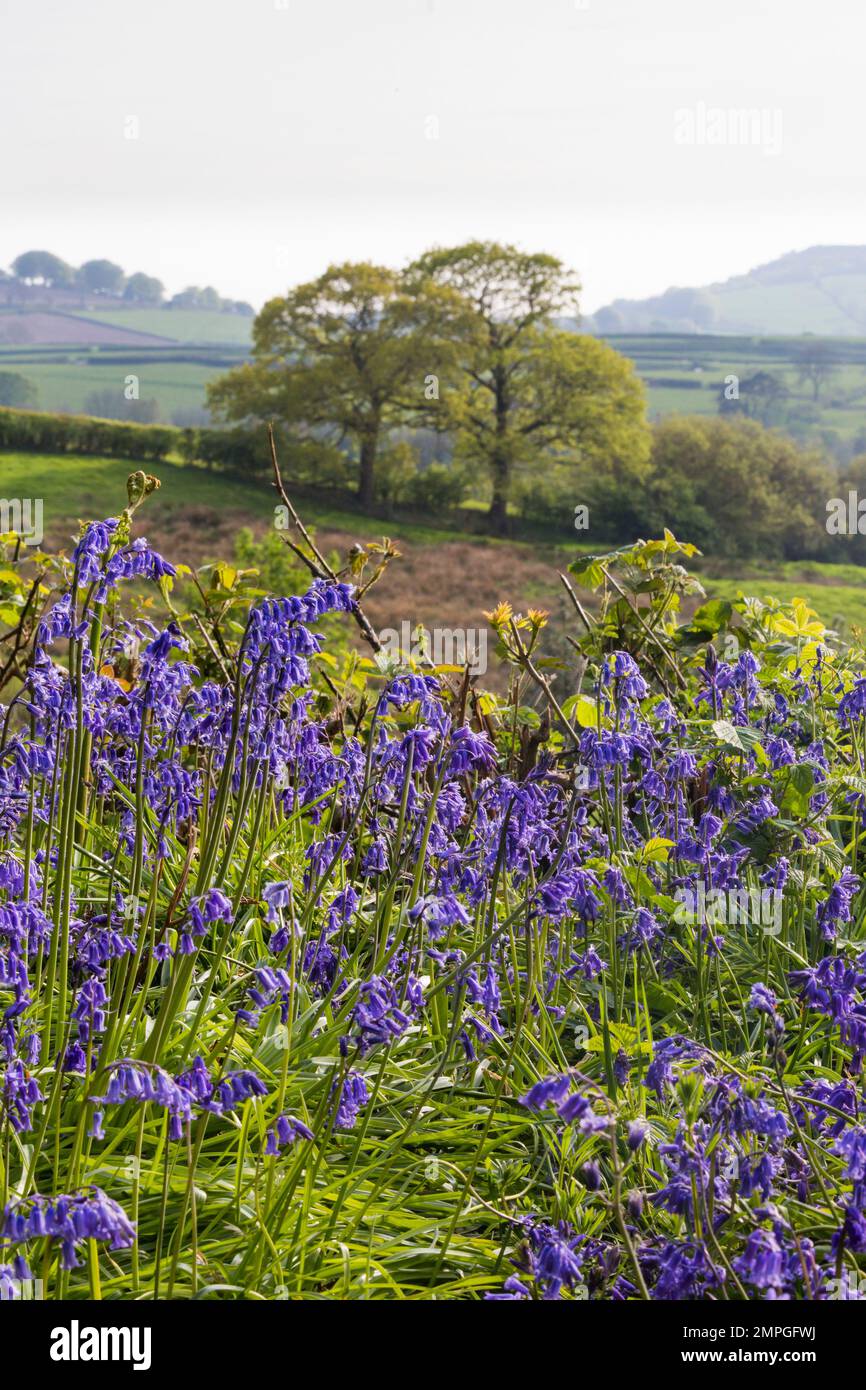 Frühling Bluebells in der Landschaft von Somerset Stockfoto