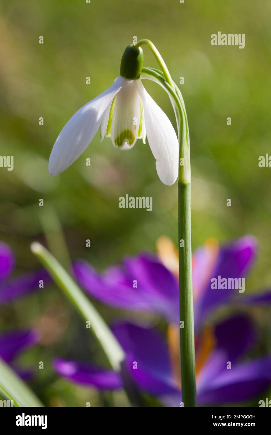 Nahaufnahme einer einzelnen Schneetropfenblume Stockfoto