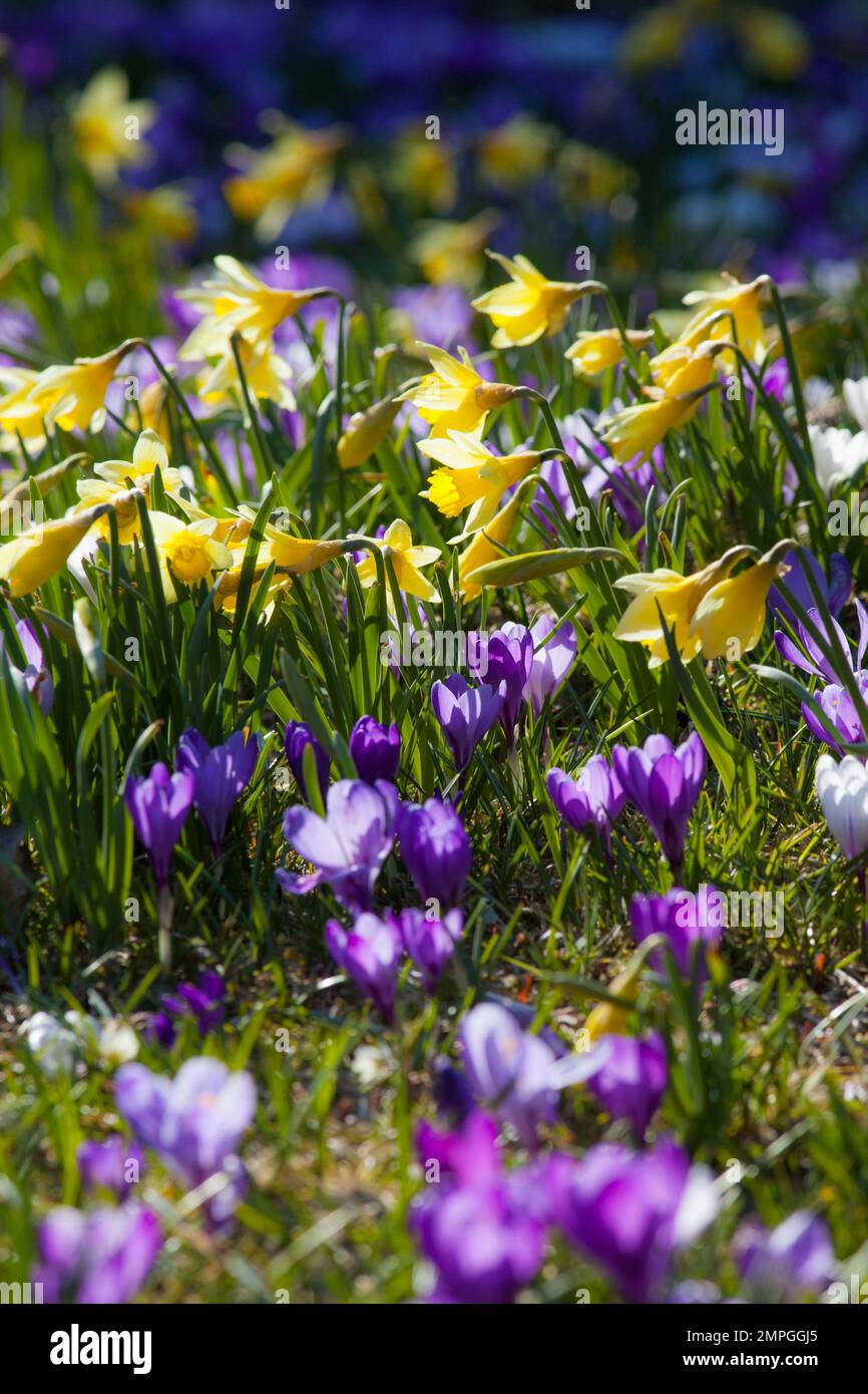 Wilde Narzissen und croci mit Hintergrundbeleuchtung Stockfoto