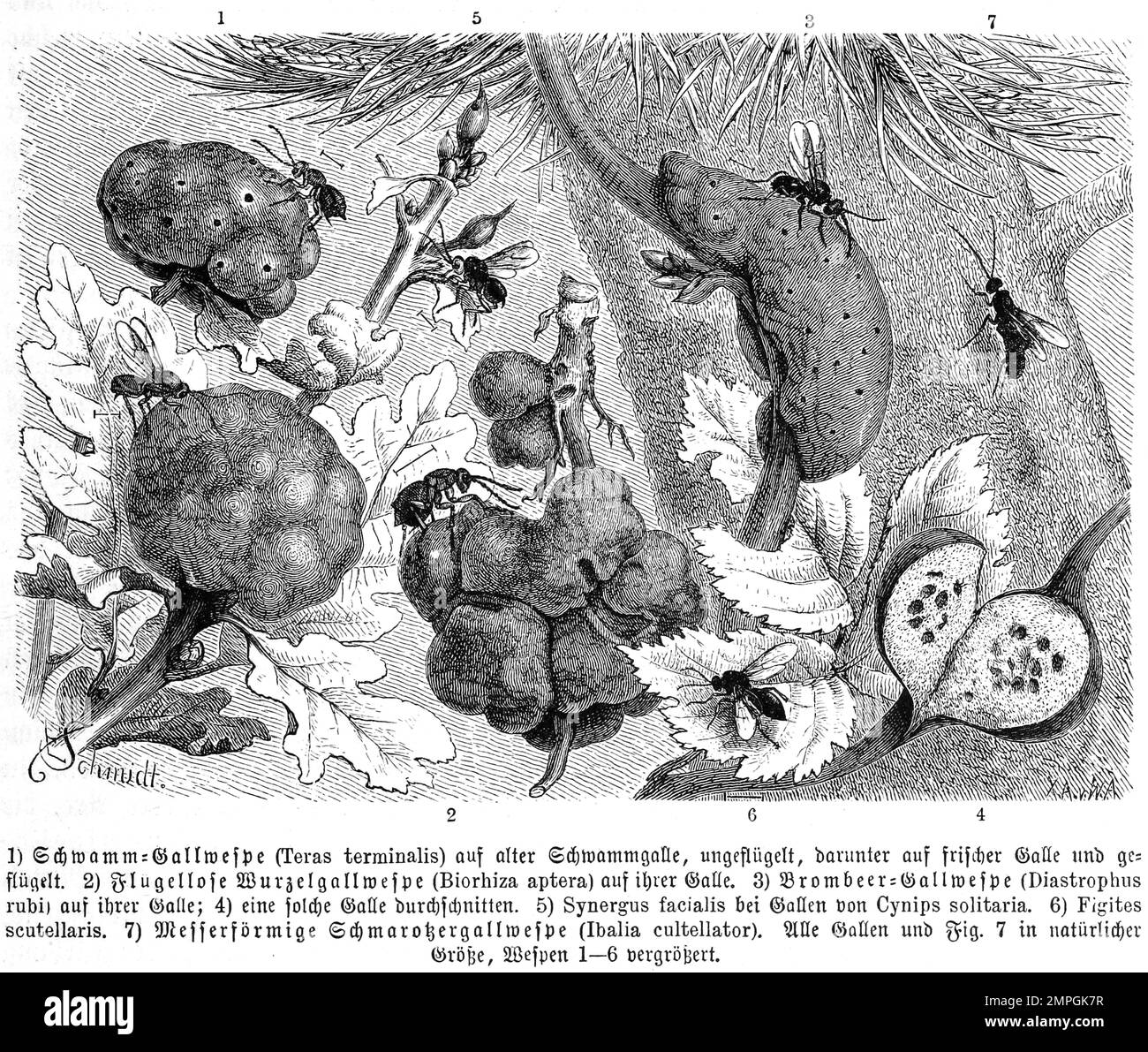 Insekten, Schwamm-Gallwespe, Teras terminalis, 2. Flügellose Wurzelgallwespe, Biorhiza aptera, 3. Brombeer-Gallwespe, Diastrophus rubi, 5. Synergus facialis, 7. Messerförmige Schmarotzergallwespe, Kultellator Ibalia, Historisch, digitale Restaurierte Reproduktion von einer Vorlage aus dem 19. Hundert Stockfoto