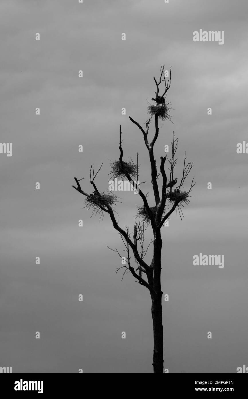 Great Blue Heron Roost, Coonestee Nature Preserve, Greenville, South Carolina Stockfoto