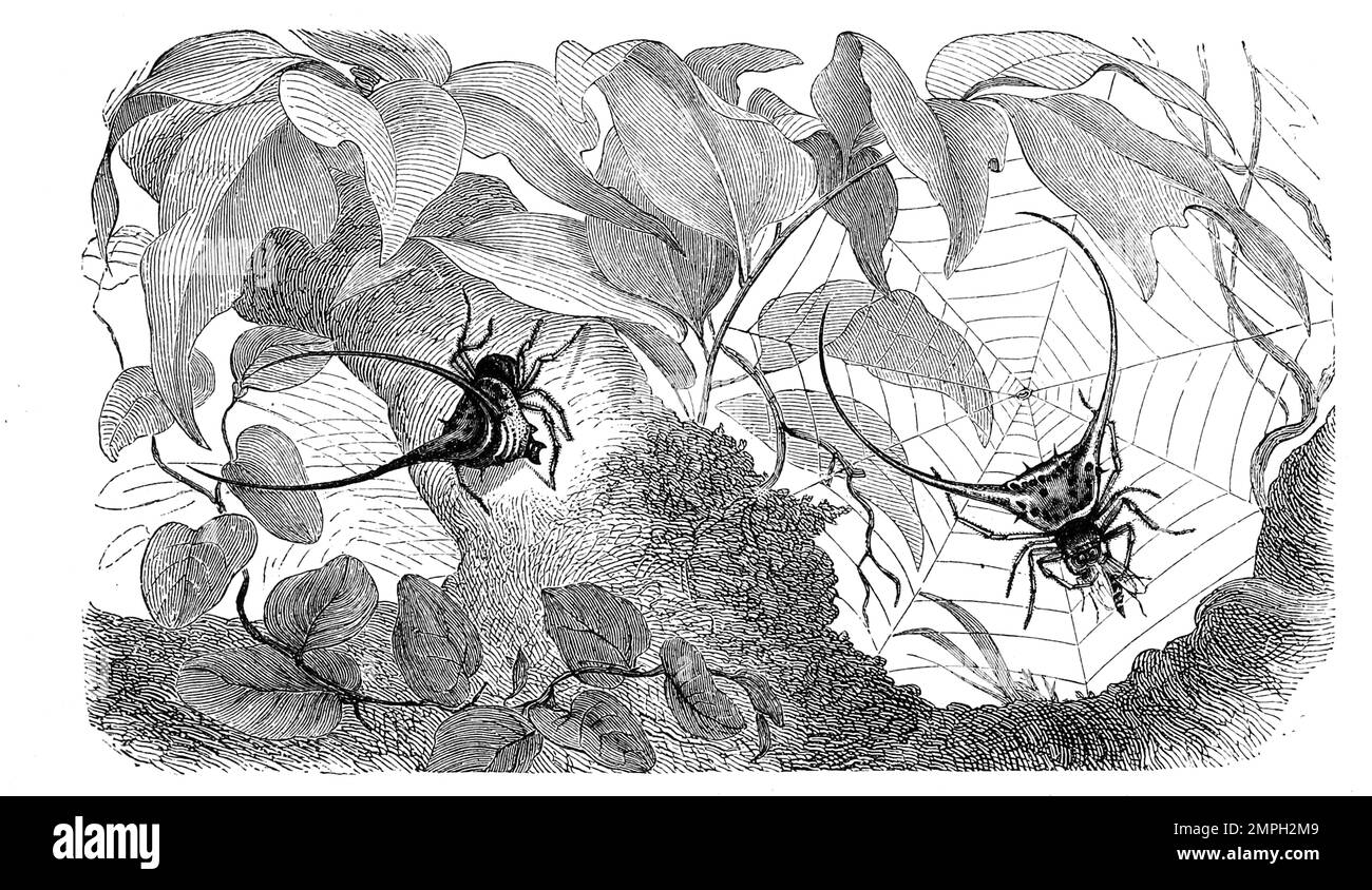 Insekten, Zangenartige Dornspinne, Macracantha arcuata, Gasteracantha arcuata, Webspinne aus der Familie der Echten Radnetzspinnen, Historisch, digital restaurierte Reproduktion von einer Vorlage aus dem 19. Hundert Stockfoto