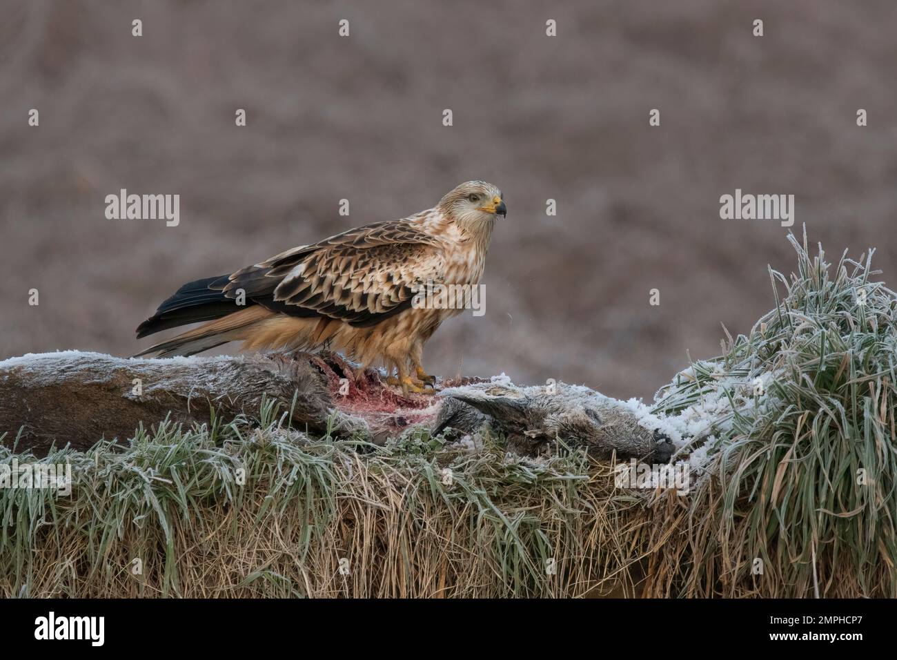 Juvenile Red Kite, Milvus milvus, auf gefrorenem Hirschkadaver im Winter, in Schottland Stockfoto