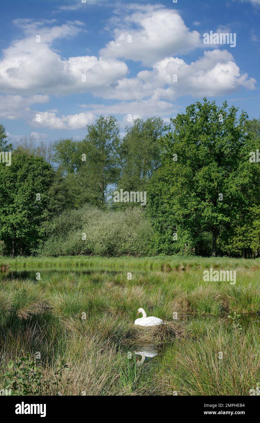 Landschaft im Naturpark Schwalm-nette, Niederrheinregion, Nordrhein-westfalen, Deutschland Stockfoto