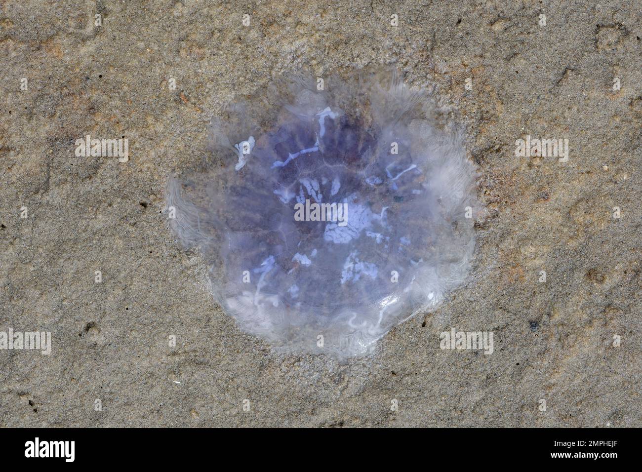 Schlammfläche mit Cornflower Qualle (Cyanea lamarckii) am Strand im Waddensee-Nationalpark, Nordsee, Deutschland Stockfoto