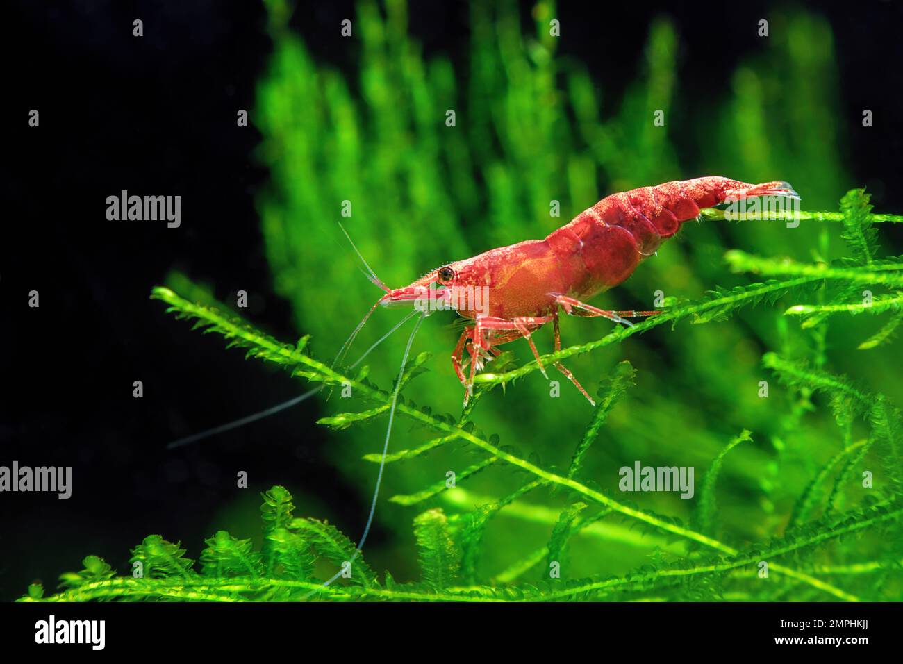 Rote Kirschgarnelen auf einem Moos, Süßwasseraquarium Stockfoto