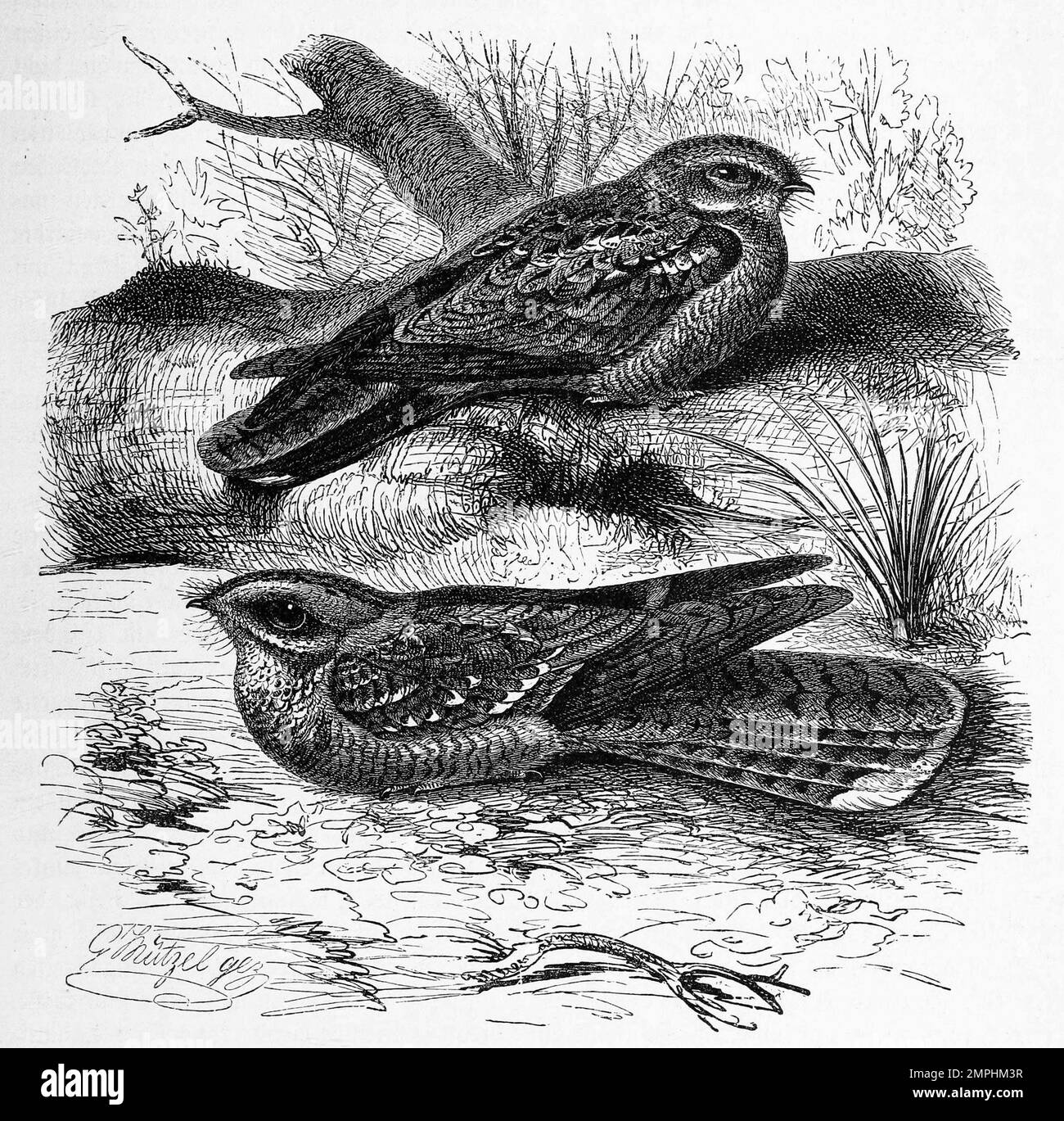 Vogel, Ziegenmelker, Caprimulgus europaeus, SYN. Caprimulgus centralasicus, auch Europäischer Ziegenmelker und Nachtschwalbe und Rothals-Ziegenmelker, Caprimulgus ruficollis, eine Vogelart aus der Familie der Nachtschwalben, Historisch, digitales Restaurant Reproduktion von einer Vorlage aus dem 18. Hundert Stockfoto