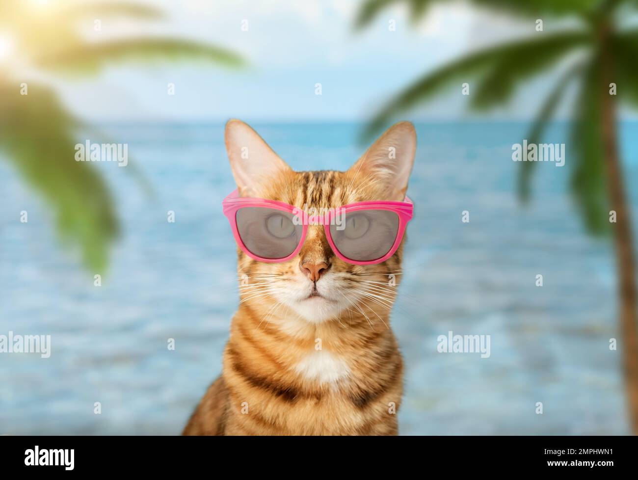 Lustige Katze mit Brille auf dem Hintergrund des Meeres und Palmen. Das Konzept der Sommerferien und -Ferien. Stockfoto