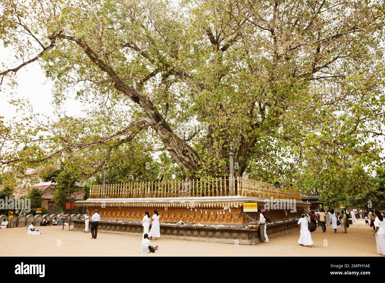 Sri-lankische Buddhisten machen Opfer und umfahren den Hauptbaum am Kelaniya-Tempel in Kelaniya, Sri Lanka. Die Kelaniya Raja Maha Vihara oder Kelan Stockfoto