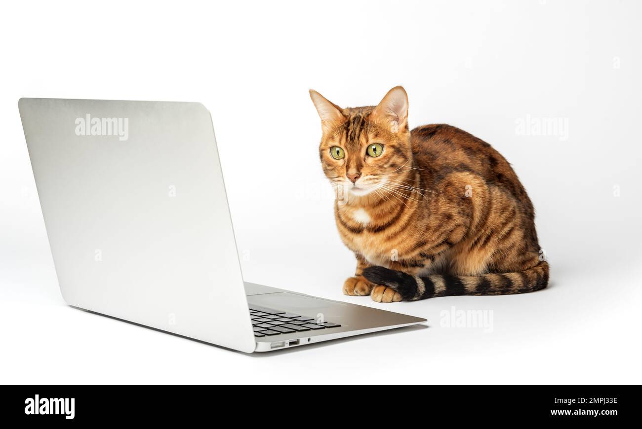 Seitenansicht einer ginger-bengalischen Katze, die auf einen Laptop-Bildschirm schaut, vor einem weißen Hintergrund Stockfoto