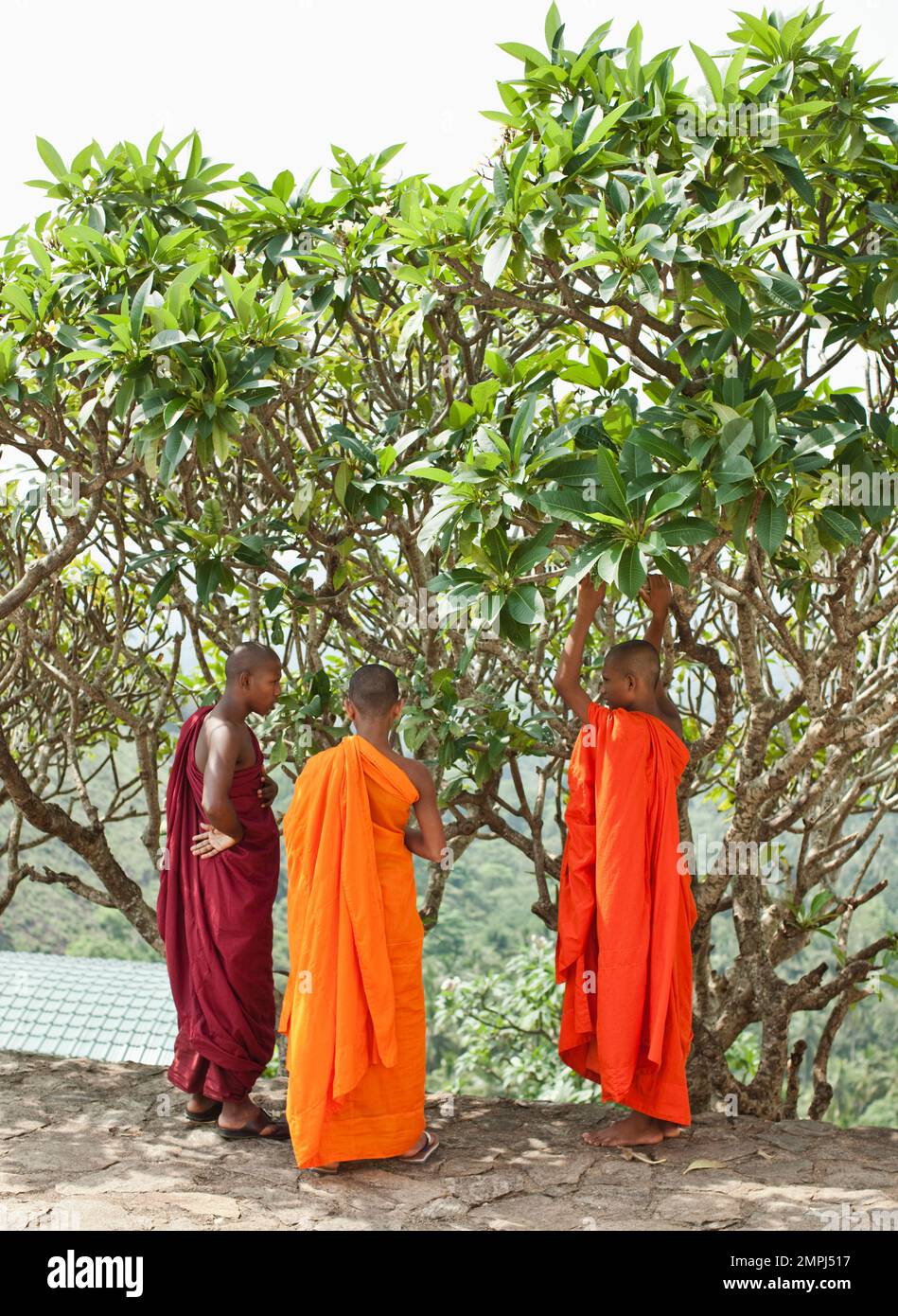 Junge männliche Mönche finden Schatten unter einem Baum im Höhlentempel in Dambulla, Sri Lanka. Stockfoto