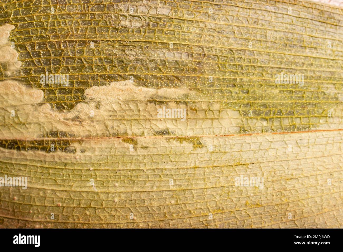 Getrocknetes Ficus-Blatt mit Schimmel und Markierungen, Makro, weicher Fokus Stockfoto