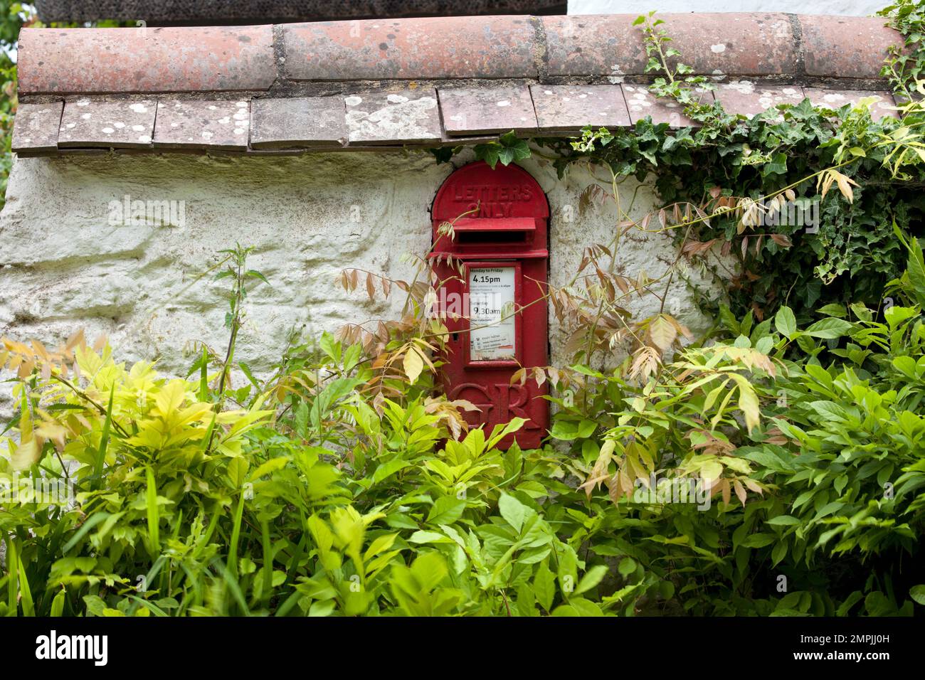 Ein Briefkasten, umgeben von Wisteria-Blättern in Wiltshire. Stockfoto