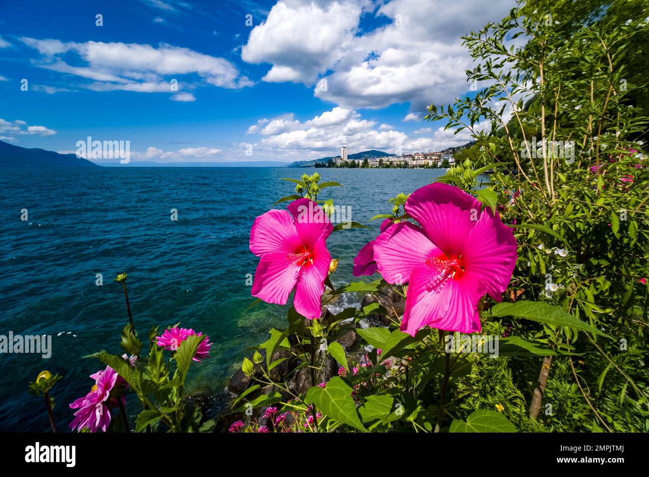 Rote Hibiskus (Hibiscus rosa-sinensis) Blumen blühen am Ufer des Genfer Sees, Gebäude der Stadt Montreux in der Ferne. Stockfoto